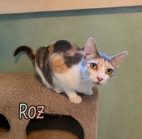 Roz - Photo 1