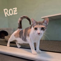 Roz - Photo 3