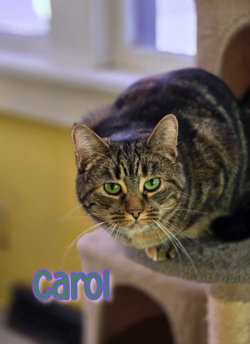 CAROL - Domestic Short Hair available for adoption