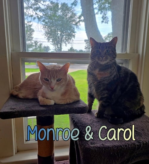 CAROL - Domestic Short Hair available for adoption