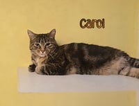 Carol - Photo 2