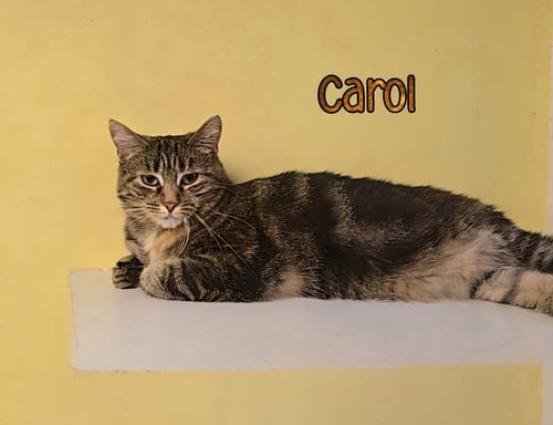 CAROL - Domestic Short Hair available for adoption