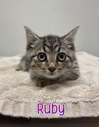 Ruby - Photo 1