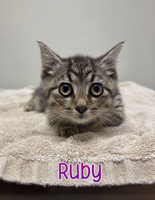 RUBY - Domestic Short Hair available for adoption