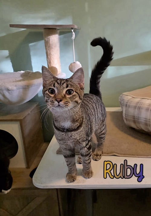 RUBY - Domestic Short Hair available for adoption