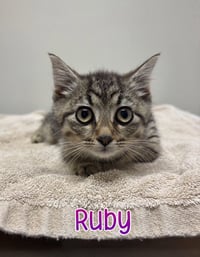 Ruby - Photo 1