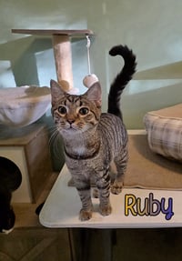 Ruby - Photo 2