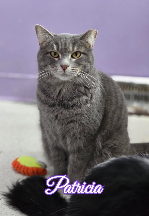 PATRICIA - Domestic Short Hair available for adoption