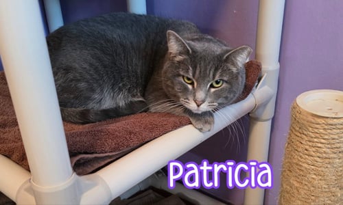 PATRICIA - Domestic Short Hair available for adoption