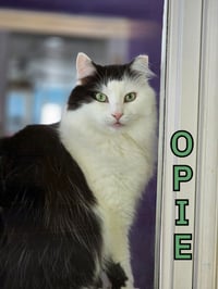 Opie (Bay Bridge #18) - Photo 3