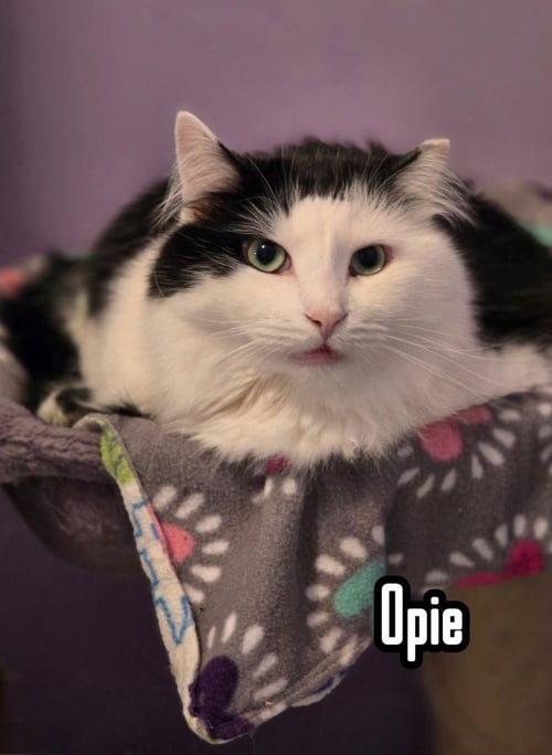 OPIE (BAY BRIDGE #18) - Domestic Medium Hair available for adoption