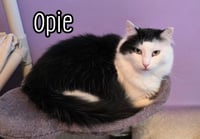 Opie (Bay Bridge #18) - Photo 4