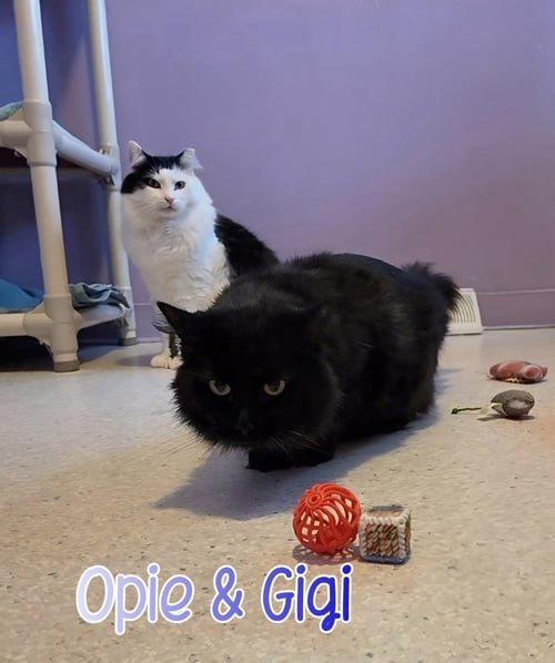 OPIE (BAY BRIDGE #18) - Domestic Medium Hair available for adoption