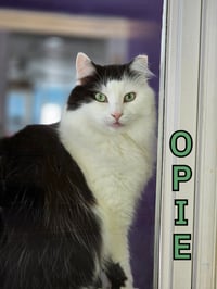 Opie (Bay Bridge #18) - Photo 3