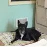 BUDDY - Labrador Retriever / Shepherd available for adoption