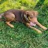 CHARLIE - Doberman Pinscher / Catahoula Leopard Dog for adoption in Springfield