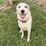 POPEYE - Great Pyrenees / Labrador Retriever available for adoption