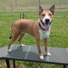 TITAN - Collie / Shepherd for adoption in Springfield