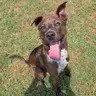 COLTON - Labrador Retriever / Plott Hound available for adoption