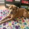 THEO - Labrador Retriever / Rhodesian Ridgeback available for adoption