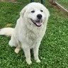 SNOWBALL - Great Pyrenees / Golden Retriever available for adoption