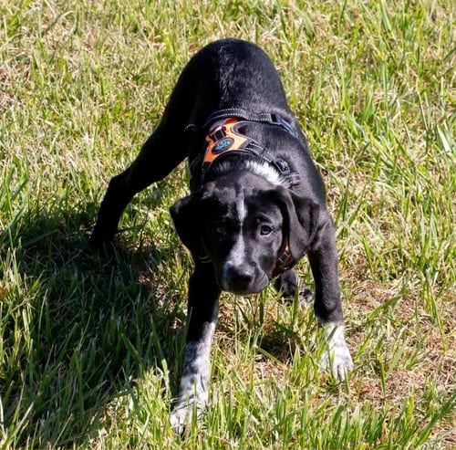 DALMATION - Australian Shepherd available for adoption
