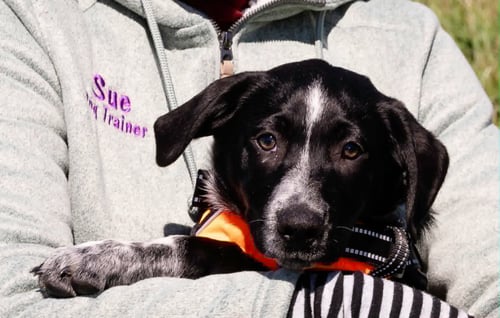 DALMATION - Australian Shepherd available for adoption