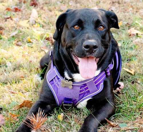 MAGGIE - Labrador Retriever available for adoption