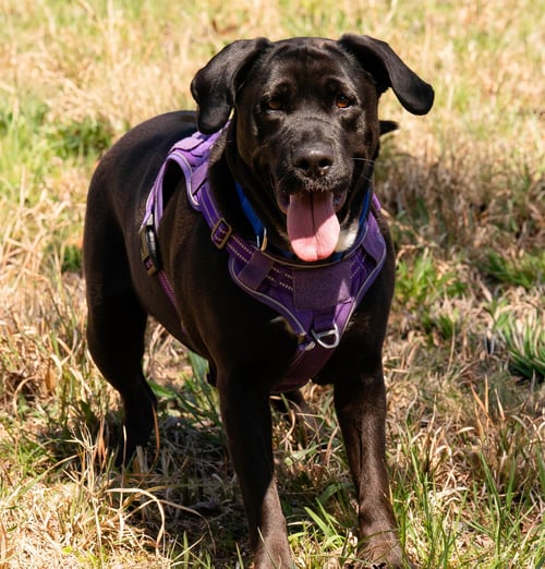MAGGIE - Labrador Retriever available for adoption