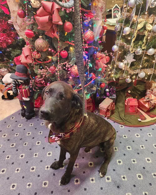 GUS - Rottweiler / Mountain Cur available for adoption