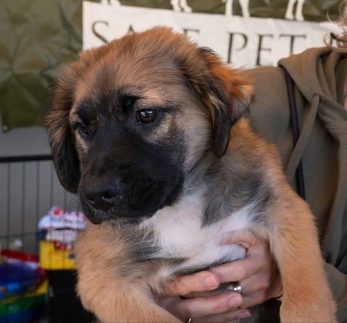 FLUFFY - Australian Shepherd available for adoption