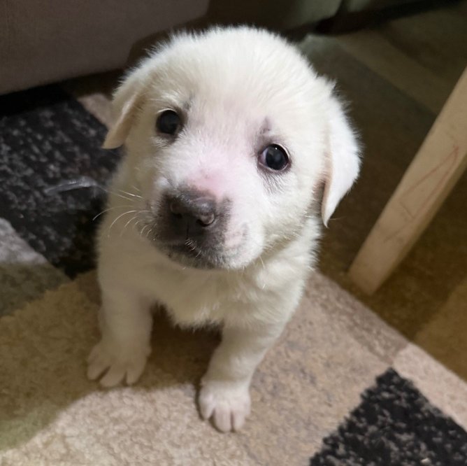 KNOX - Great Pyrenees / Pit Bull Terrier available for adoption