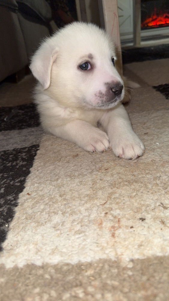 KNOX - Great Pyrenees / Pit Bull Terrier available for adoption