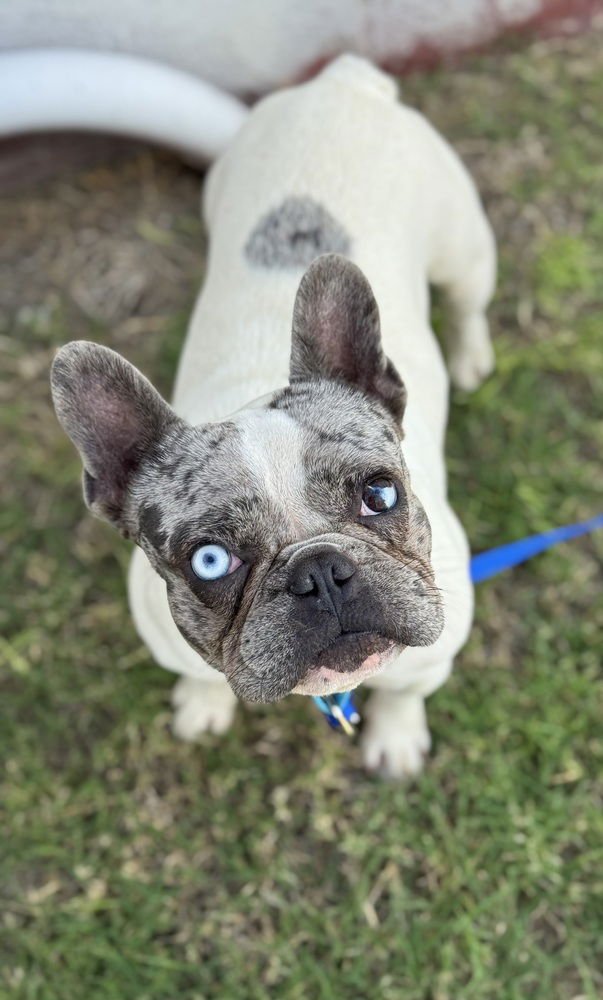 FRANKIE - French Bulldog available for adoption
