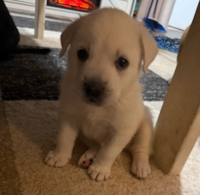 KINGSTON - Great Pyrenees / Pit Bull Terrier available for adoption