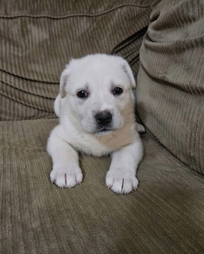 KAILANI - Great Pyrenees / Pit Bull Terrier available for adoption