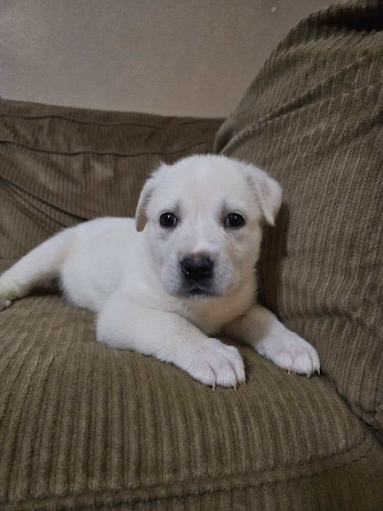 KAILANI - Great Pyrenees / Pit Bull Terrier available for adoption