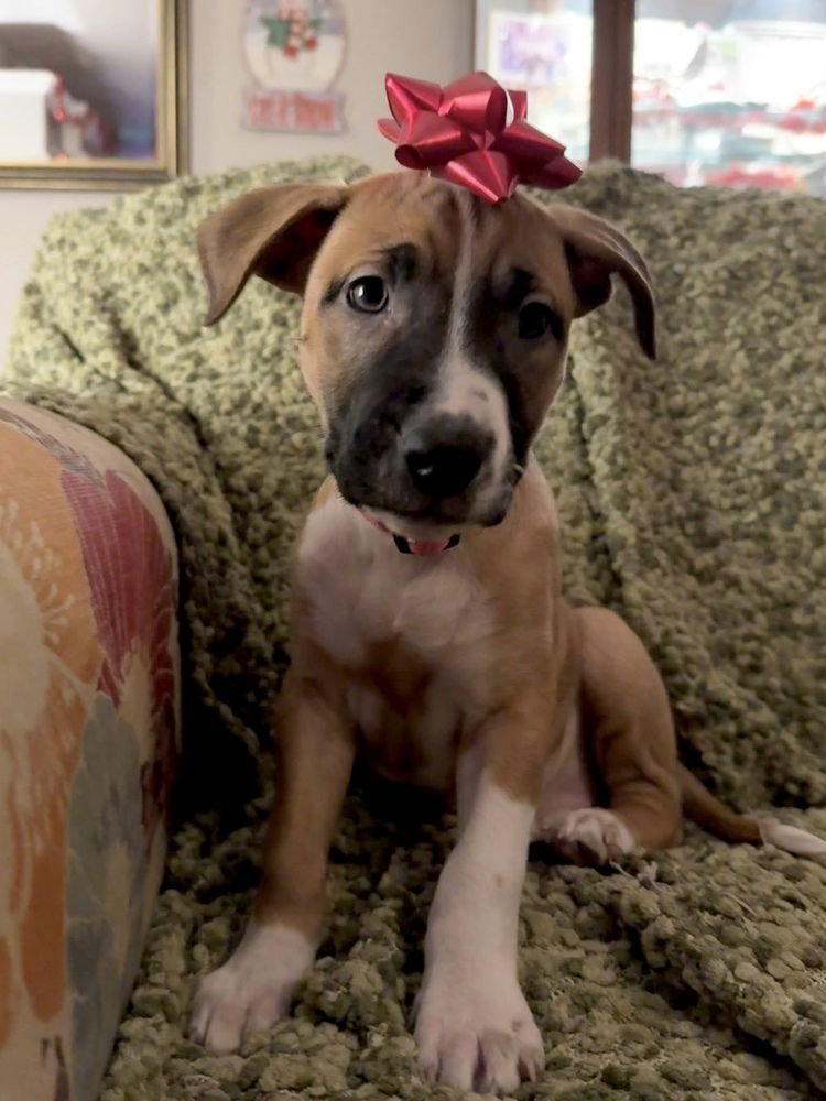 LETTIE - Shepherd / Terrier available for adoption