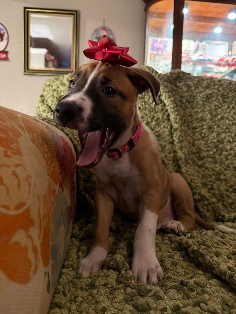 LETTIE - Shepherd / Terrier available for adoption