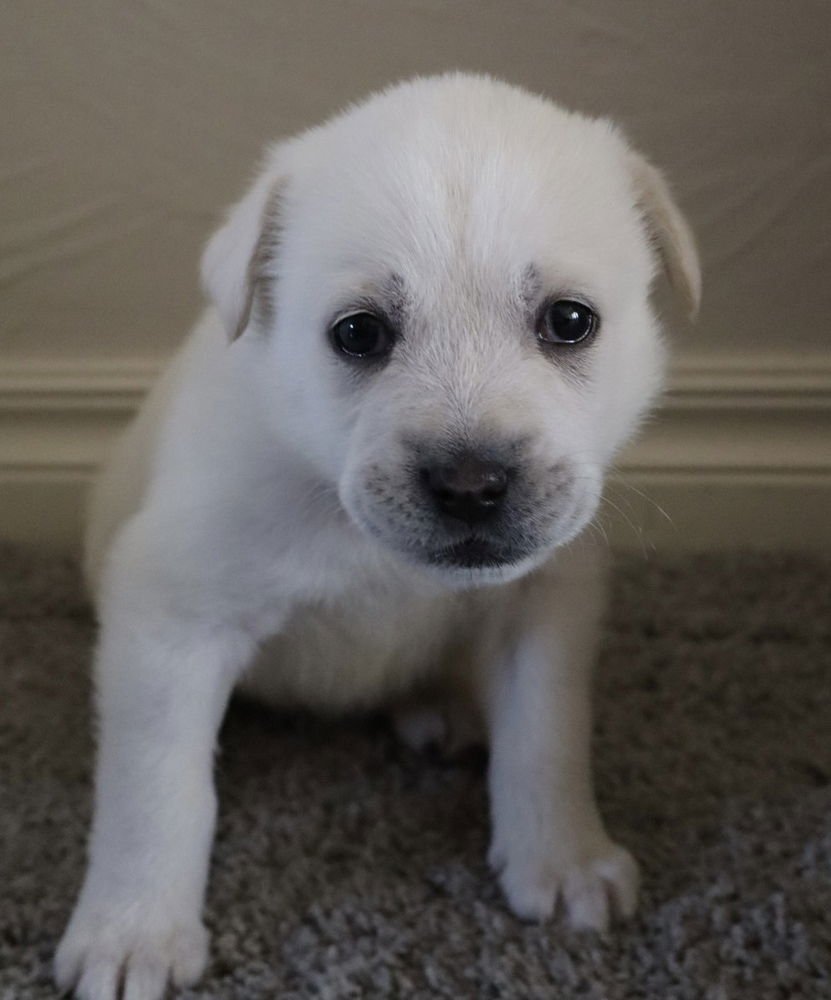 KIOLET - Great Pyrenees / Pit Bull Terrier available for adoption