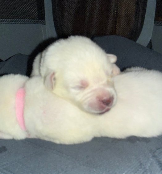 KIOLET - Great Pyrenees / Pit Bull Terrier available for adoption