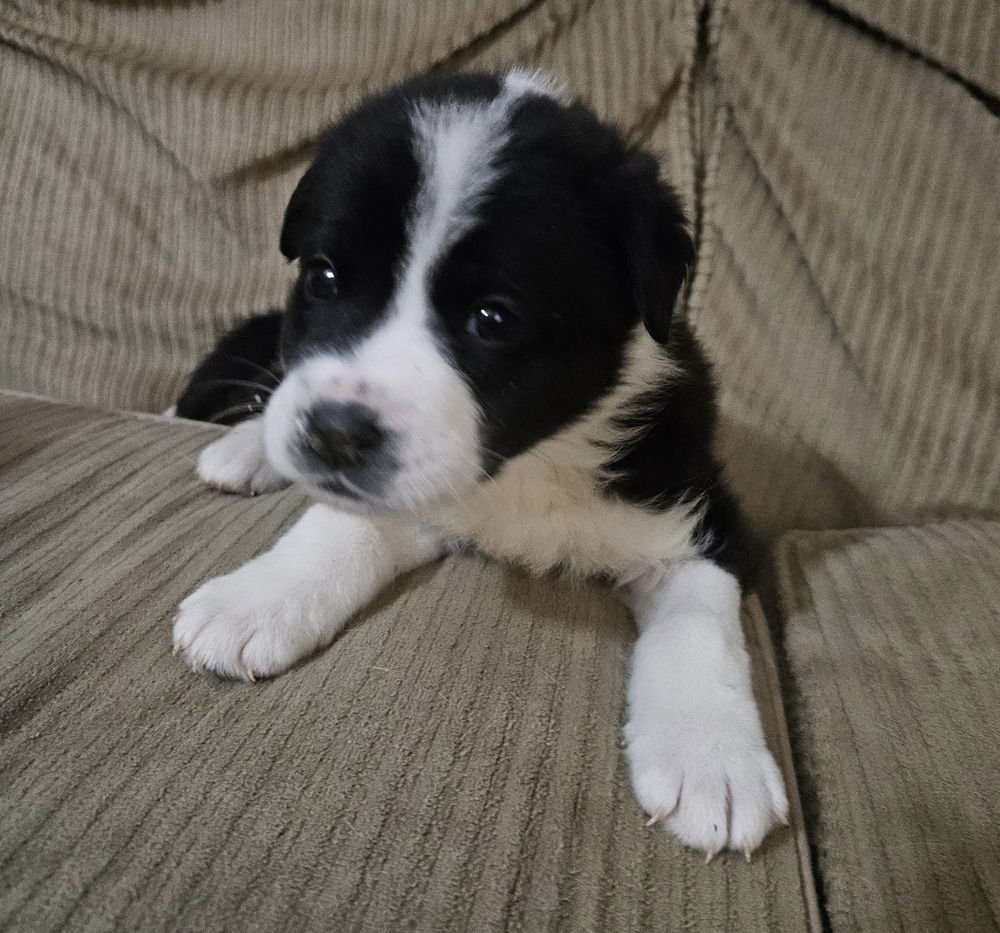 KASE - Great Pyrenees / Pit Bull Terrier available for adoption