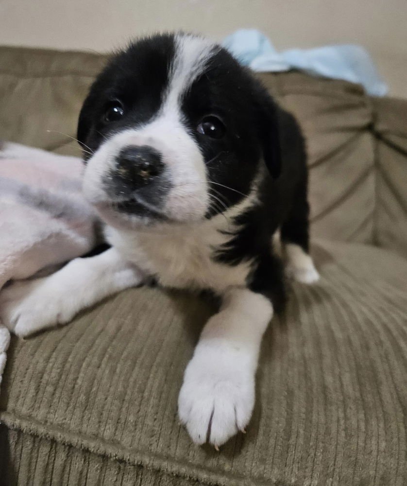 KASE - Great Pyrenees / Pit Bull Terrier available for adoption