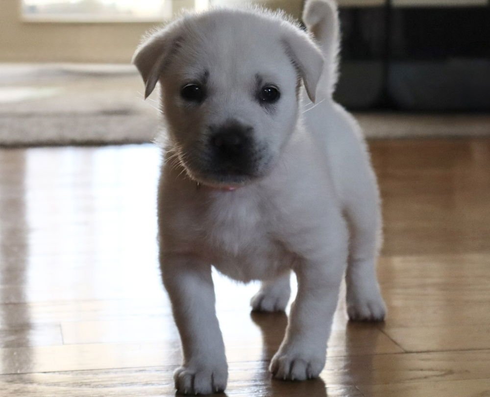 KAYLA - Great Pyrenees / Pit Bull Terrier available for adoption