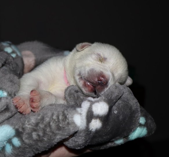 KAYLA - Great Pyrenees / Pit Bull Terrier available for adoption