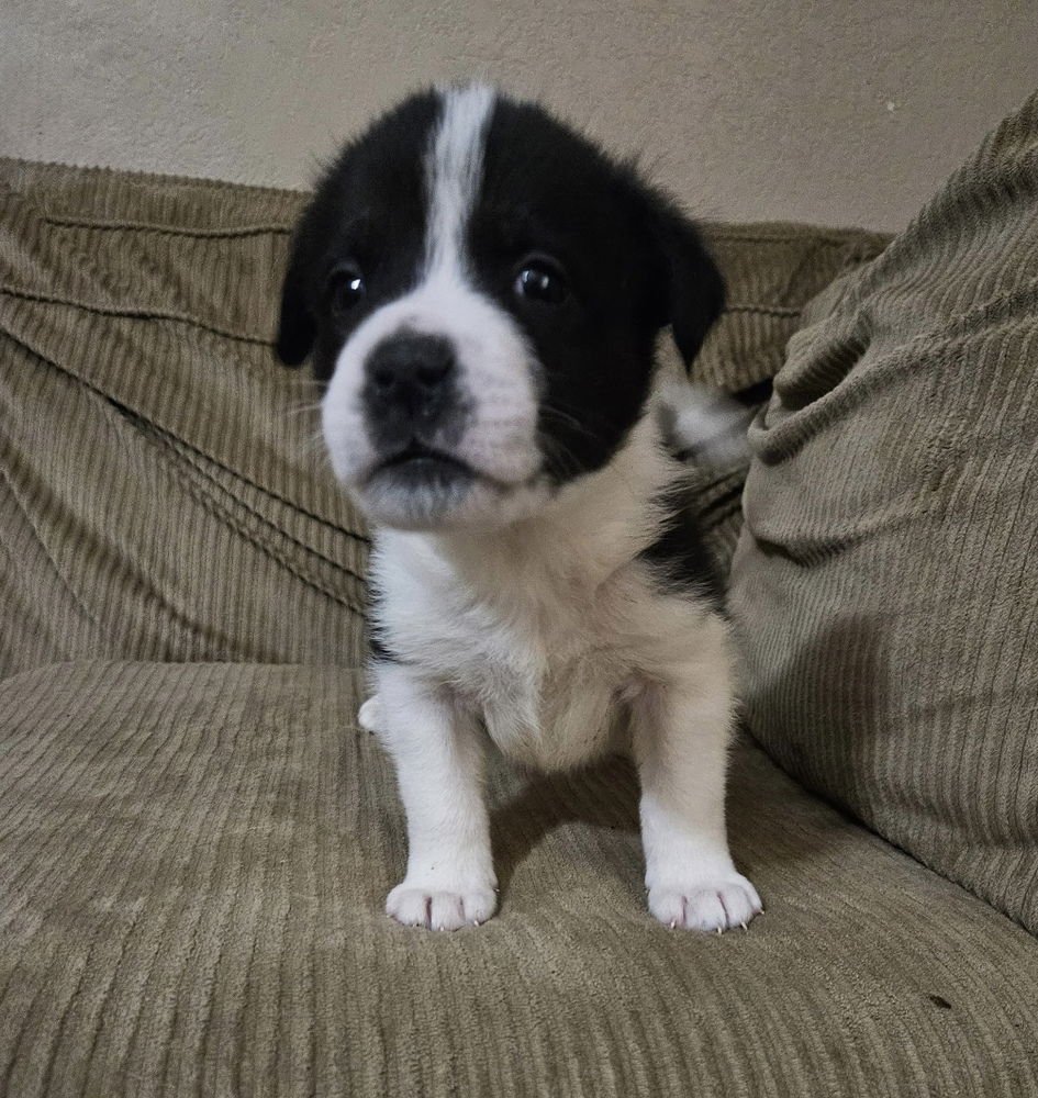 KRYPT - Great Pyrenees / Pit Bull Terrier available for adoption