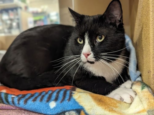 S'MORE - Domestic Short Hair / Tuxedo available for adoption