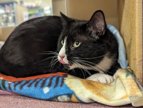S'MORE - Domestic Short Hair / Tuxedo available for adoption
