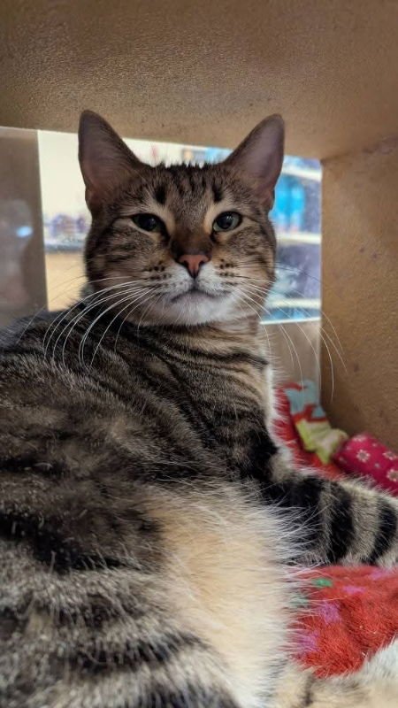 BOBBY JOE - Domestic Short Hair available for adoption