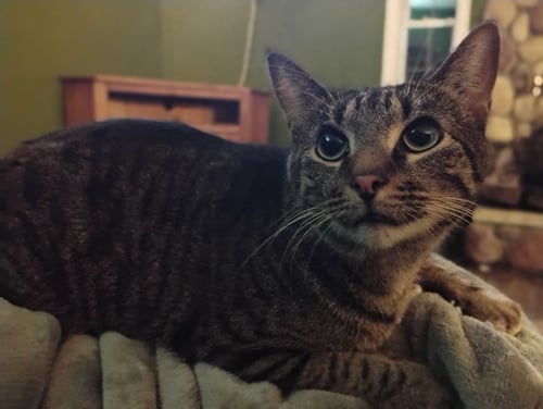 HARVEY - Domestic Short Hair available for adoption